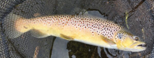 large-wild-brown-trout