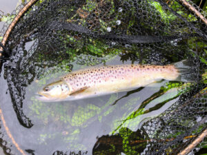 A summer brown trout caught during a river fly fishing lesson.