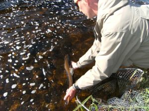 Returning my first salmon