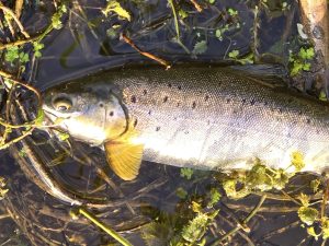 Sea Trout, taken by Paul Greenacre!