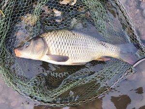 An English common carp caught while fly fishing!