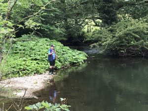 Fly fisher playing a wild trout on a river in England.