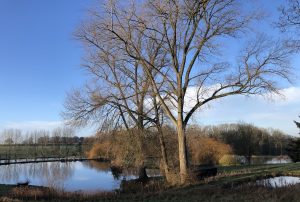 early spring
