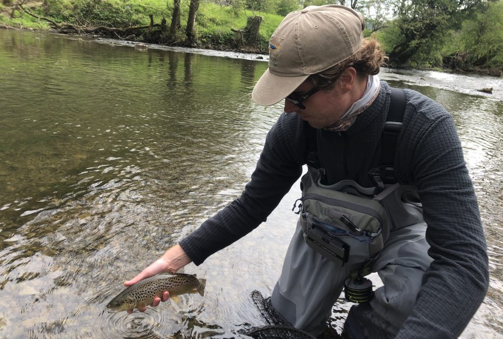 Fly fisher releasing a wild brown trout on the Derbyshire Wye in May.