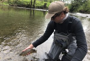 Fly fisher releasing a wild brown trout on the Derbyshire Wye in May.